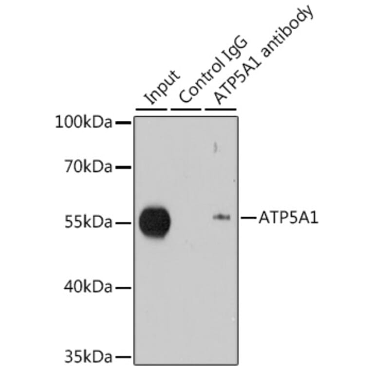 Western Blot - Anti-ATP5A Antibody (A15034) - Antibodies.com