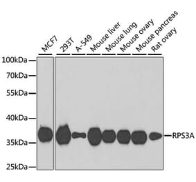 Western Blot - Anti-RPS3A Antibody (A15035) - Antibodies.com