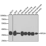 Western Blot - Anti-RPS3A Antibody (A15035) - Antibodies.com