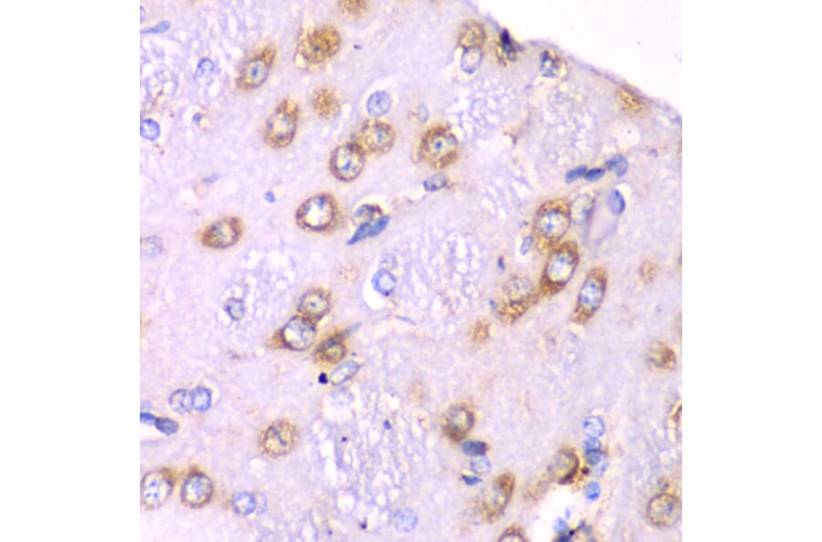Immunohistochemistry - Anti-RPS3A Antibody (A15035) - Antibodies.com