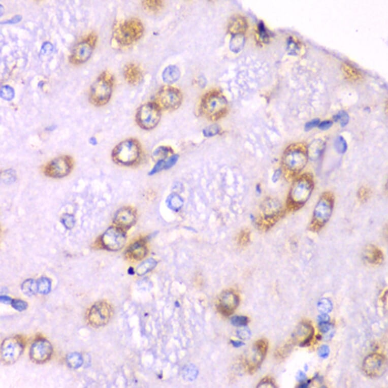 Immunohistochemistry - Anti-RPS3A Antibody (A15035) - Antibodies.com