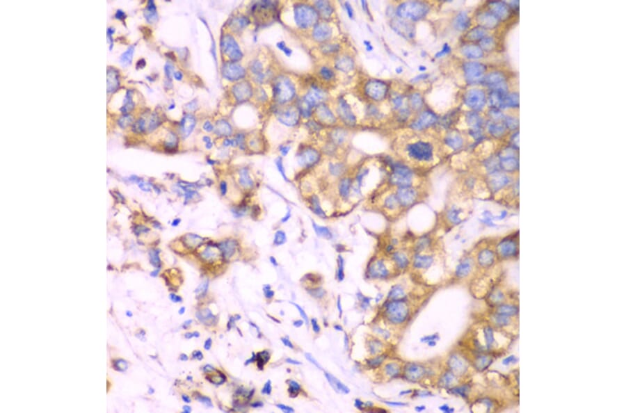 Immunohistochemistry - Anti-RPS3A Antibody (A15035) - Antibodies.com