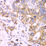Immunohistochemistry - Anti-RPS3A Antibody (A15035) - Antibodies.com