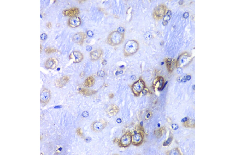 Immunohistochemistry - Anti-RPS3A Antibody (A15035) - Antibodies.com