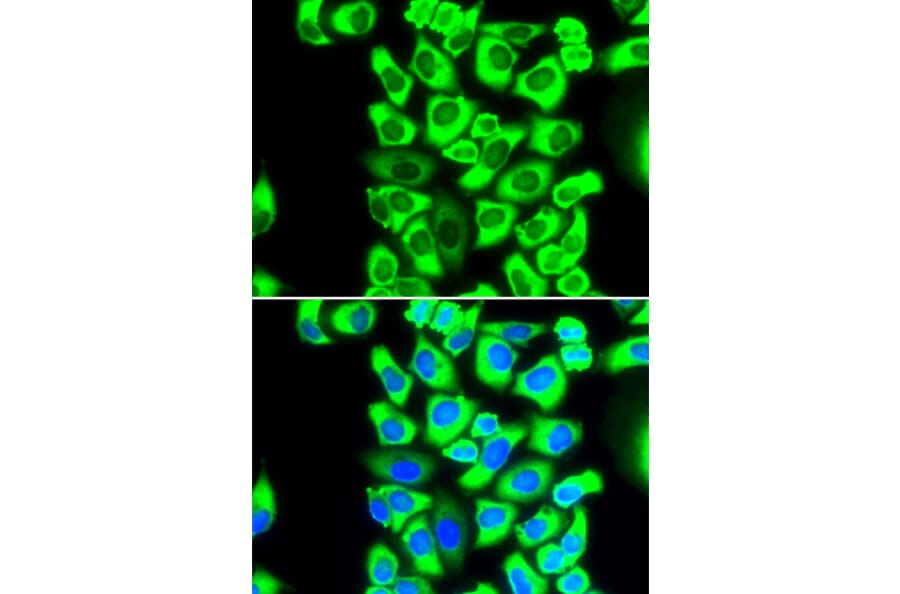 Immunofluorescence - Anti-RPS3A Antibody (A15035) - Antibodies.com