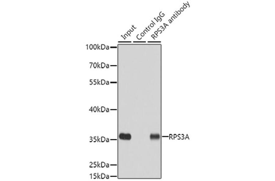 Western Blot - Anti-RPS3A Antibody (A15035) - Antibodies.com