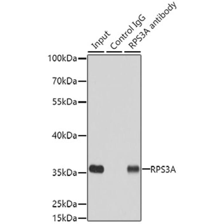Western Blot - Anti-RPS3A Antibody (A15035) - Antibodies.com