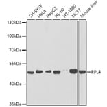 Western Blot - Anti-RPL4 Antibody (A15036) - Antibodies.com