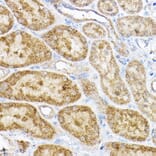 Immunohistochemistry - Anti-RPL4 Antibody (A15036) - Antibodies.com