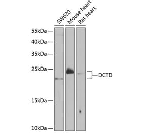 Western Blot - Anti-DCTD Antibody (A5889) - Antibodies.com