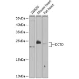 Western Blot - Anti-DCTD Antibody (A5889) - Antibodies.com