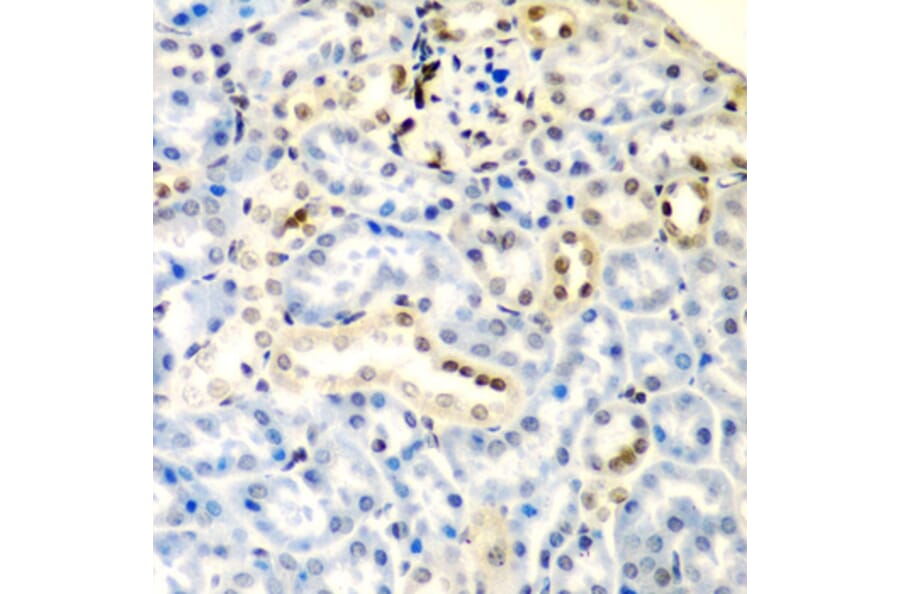 Immunohistochemistry - Anti-DCTD Antibody (A5889) - Antibodies.com