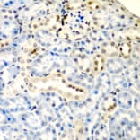 Immunohistochemistry - Anti-DCTD Antibody (A5889) - Antibodies.com