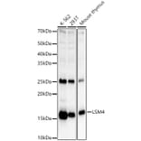 Western Blot - Anti-LSM4 Antibody (A15040) - Antibodies.com