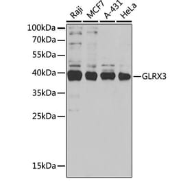 Western Blot - Anti-PICOT Antibody (A15041) - Antibodies.com