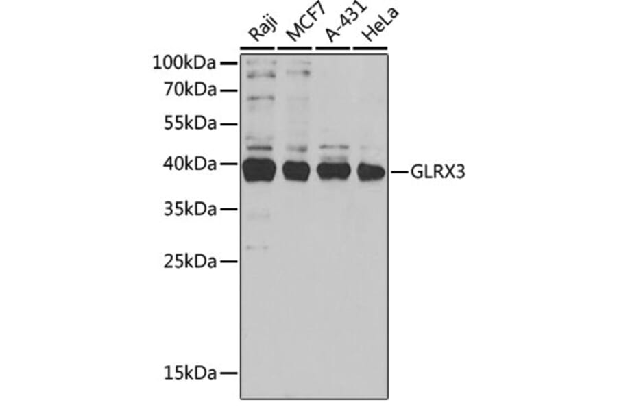 Western Blot - Anti-PICOT Antibody (A15041) - Antibodies.com
