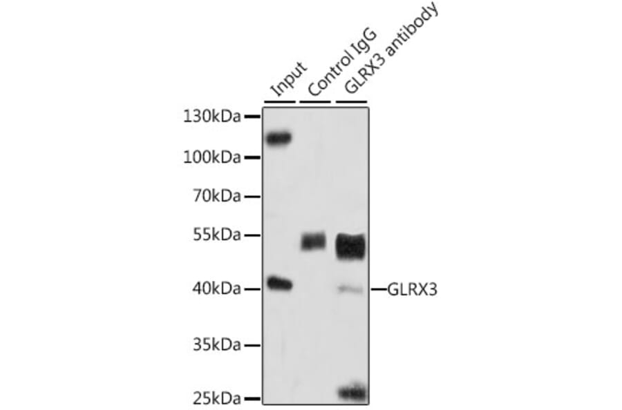 Western Blot - Anti-PICOT Antibody (A15041) - Antibodies.com