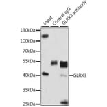 Western Blot - Anti-PICOT Antibody (A15041) - Antibodies.com