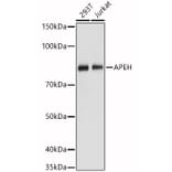 Western Blot - Anti-APH Antibody (A15042) - Antibodies.com