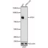 Western Blot - Anti-APH Antibody (A15042) - Antibodies.com