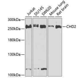 Western Blot - Anti-CHD2 Antibody (A15044) - Antibodies.com