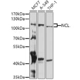 Western Blot - Anti-Nucleolin Antibody (A15046) - Antibodies.com