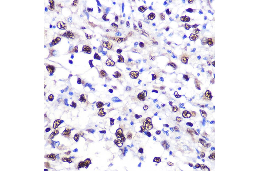 Immunohistochemistry - Anti-Nucleolin Antibody (A15046) - Antibodies.com