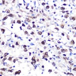 Immunohistochemistry - Anti-Nucleolin Antibody (A15046) - Antibodies.com