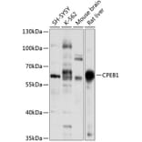 Western Blot - Anti-CPEB1 Antibody (A15048) - Antibodies.com