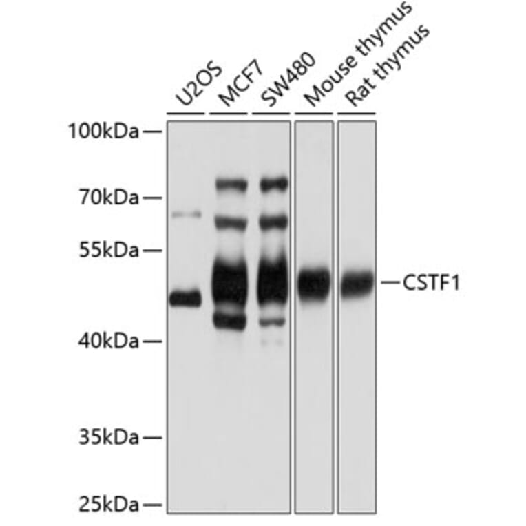 Western Blot - Anti-CstF-50 Antibody (A15049) - Antibodies.com