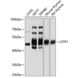 Western Blot - Anti-CstF-50 Antibody (A15049) - Antibodies.com