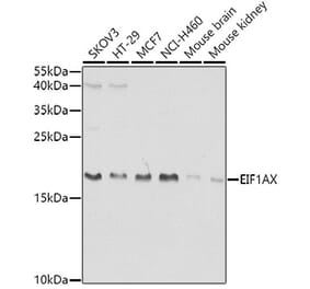 Western Blot - Anti-eIF1A Antibody (A15050) - Antibodies.com