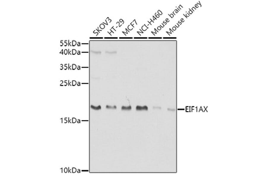 Western Blot - Anti-eIF1A Antibody (A15050) - Antibodies.com