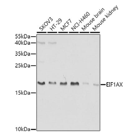 Western Blot - Anti-eIF1A Antibody (A15050) - Antibodies.com