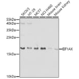 Western Blot - Anti-eIF1A Antibody (A15050) - Antibodies.com