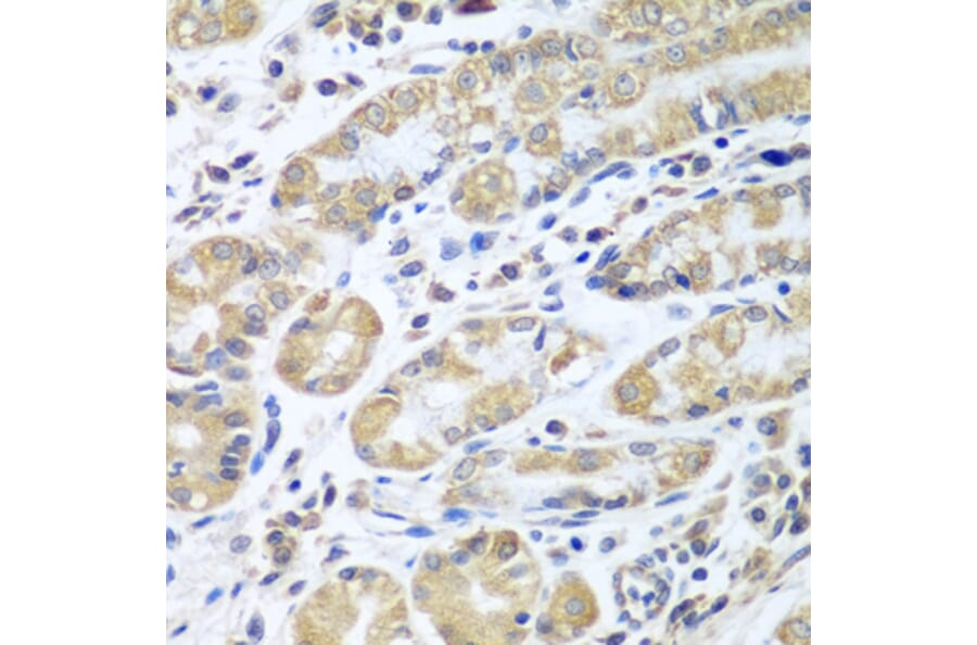 Immunohistochemistry - Anti-eIF1A Antibody (A15050) - Antibodies.com