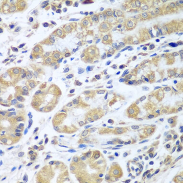 Immunohistochemistry - Anti-eIF1A Antibody (A15050) - Antibodies.com