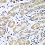 Immunohistochemistry - Anti-eIF1A Antibody (A15050) - Antibodies.com