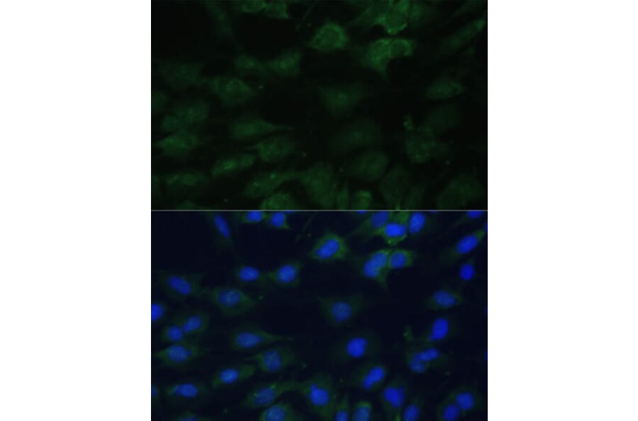 Immunofluorescence - Anti-eIF1A Antibody (A15050) - Antibodies.com
