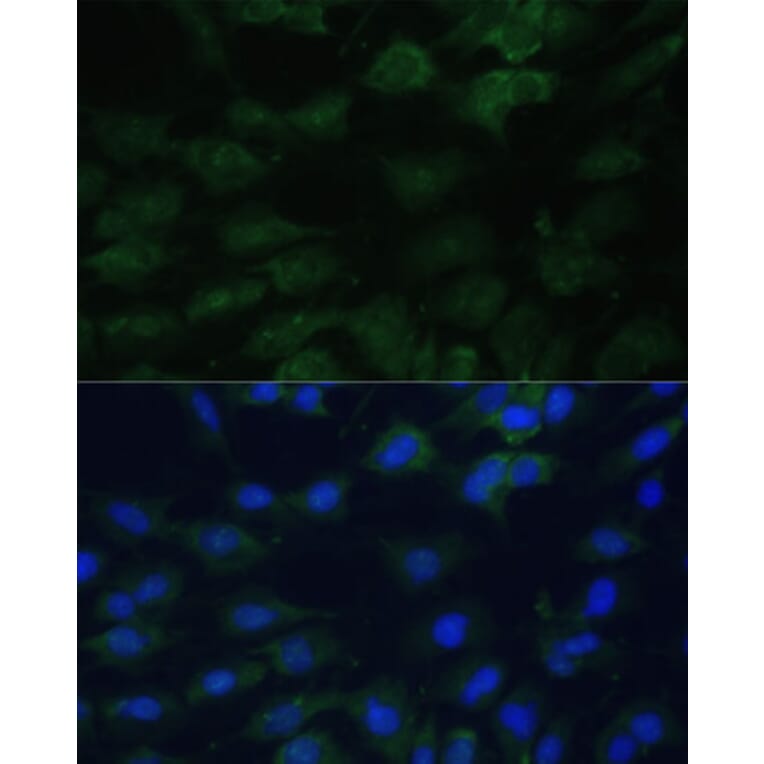 Immunofluorescence - Anti-eIF1A Antibody (A15050) - Antibodies.com