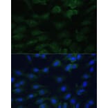 Immunofluorescence - Anti-eIF1A Antibody (A15050) - Antibodies.com