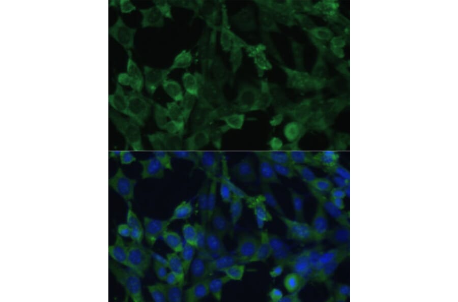 Immunofluorescence - Anti-eIF1A Antibody (A15050) - Antibodies.com