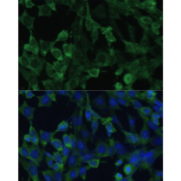 Immunofluorescence - Anti-eIF1A Antibody (A15050) - Antibodies.com