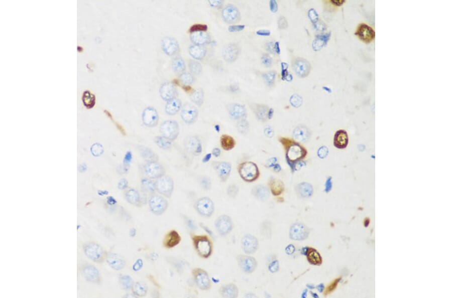 Immunohistochemistry - Anti-HuB Antibody (A15051) - Antibodies.com