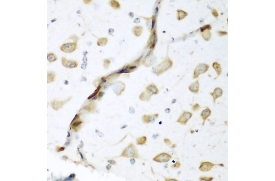 Immunohistochemistry - Anti-HuB Antibody (A15051) - Antibodies.com