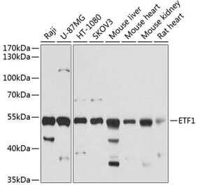 Western Blot - Anti-eRF1 Antibody (A15053) - Antibodies.com