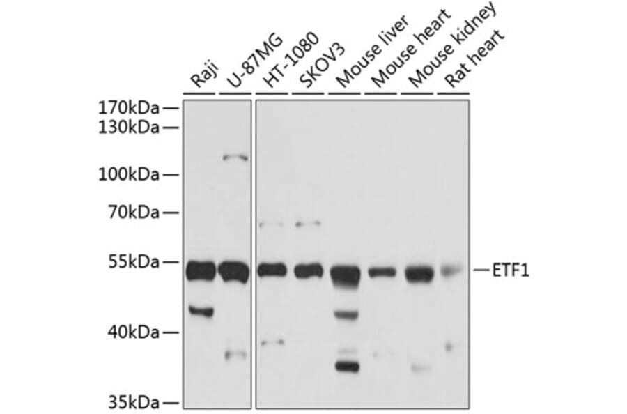 Western Blot - Anti-eRF1 Antibody (A15053) - Antibodies.com