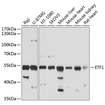 Western Blot - Anti-eRF1 Antibody (A15053) - Antibodies.com