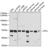 Western Blot - Anti-eRF1 Antibody (A15053) - Antibodies.com