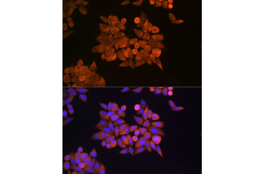 Immunofluorescence - Anti-eRF1 Antibody (A15053) - Antibodies.com